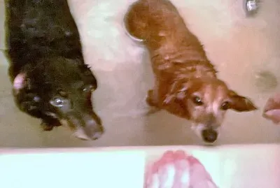 Rub a Dub Dub Two Weiner Dogs in a Tub