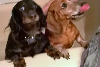 Rub a Dub Dub 2 Weiners in a Tub