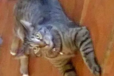 Yngwie Sebastian Meow-msteen