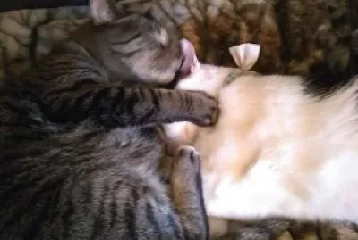 Sebastian   Cookie Snuggle Time