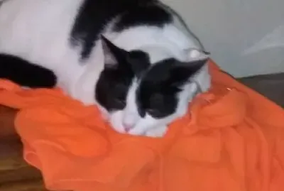 Juliana Cookie Cutter Moo Cow Kitty