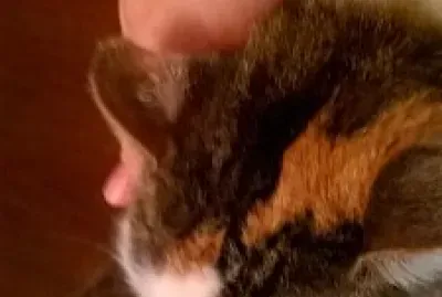 Checkerboard Head Sweet Pea 's Pretty Markings