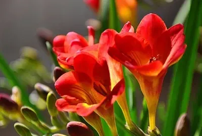 REVELANDO A PRIMAVERA