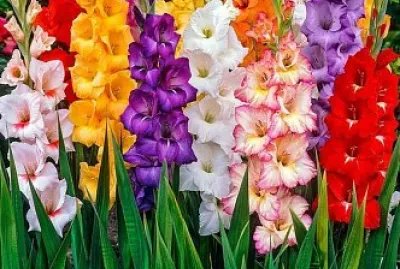 flores - Gladiolos jigsaw puzzle