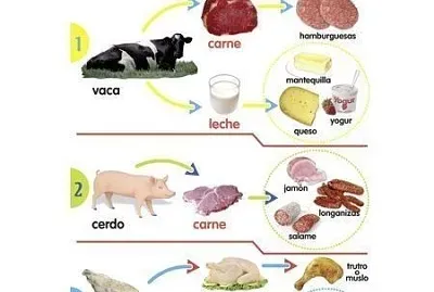 Animales y sus derivados