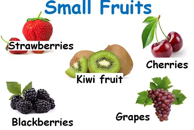 Small Fruits