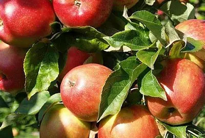 Pommier