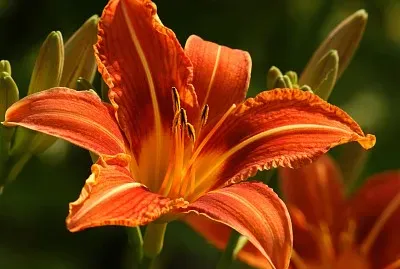 flores - Lirio jigsaw puzzle