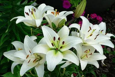 flores - Lirios jigsaw puzzle