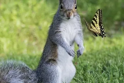 פאזל של ARDILLA Y MARIPOSA