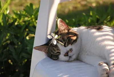 bob cat