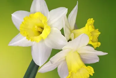 flores - Narciso