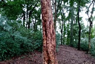 bosque do saturno