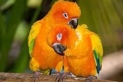 love