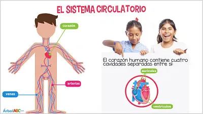 פאזל של sistema cirtulatorio