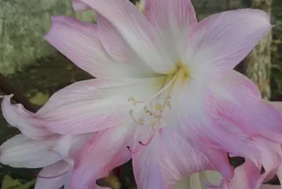 פאזל של FLOWERS