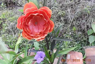 FLOWERS