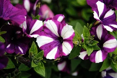 flores - Petunias jigsaw puzzle
