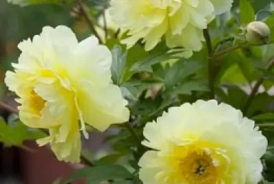 natureza2