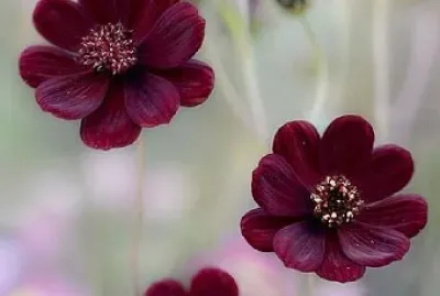 natureza4