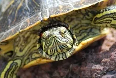 Este animal hiberna. Â¿QuÃ© animal es?