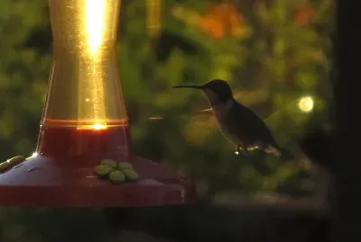 Hummingbird in for breakfast