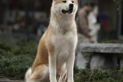 Hachiko