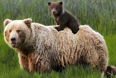 oso