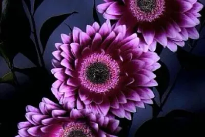 rosas uvas