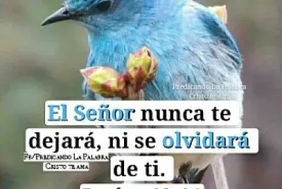 pajaro