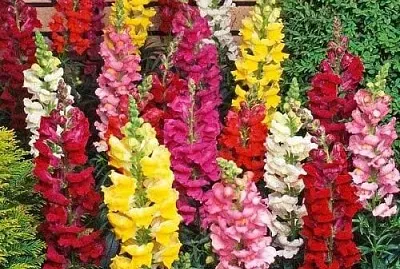 flores - Conejitos jigsaw puzzle