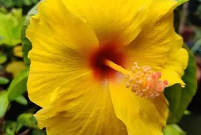 flores