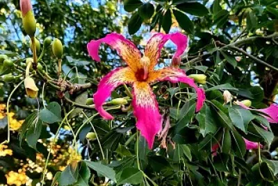 flores