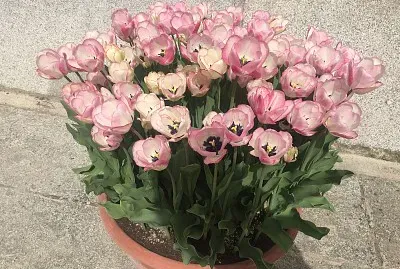 Pale Tulips in Pot