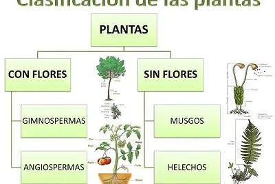 ClasificaciÃ³n de las plantas