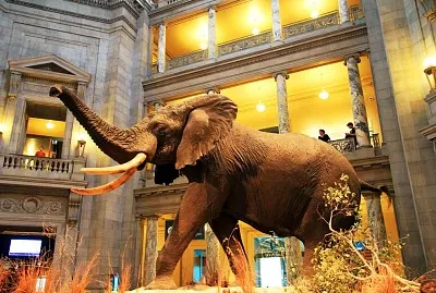 פאזל של Elefante