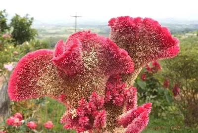 FLOWERS