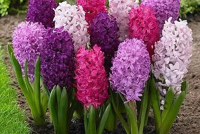 flores - Jacintos jigsaw puzzle