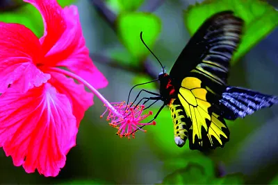 èŠ±æ”å½± jigsaw puzzle