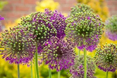 Purple allium in bloom jigsaw puzzle