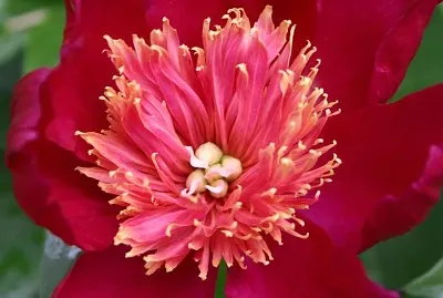 flores