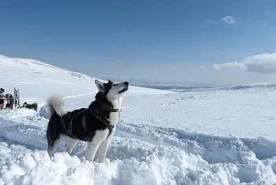 dog snow