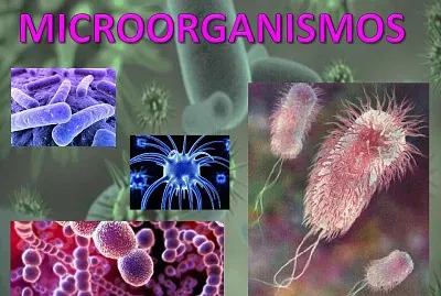 MICROORGANISMOS jigsaw puzzle