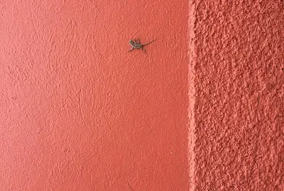 Lagartija