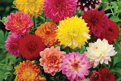 flores - Dalias