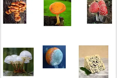 Fungos jigsaw puzzle