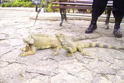 Parque de las Iguanas, Ecuador