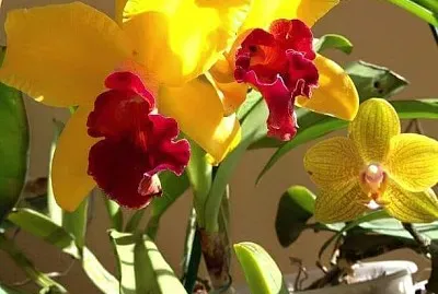 flores