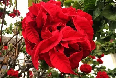 flores