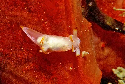 פאזל של Trapania fusca